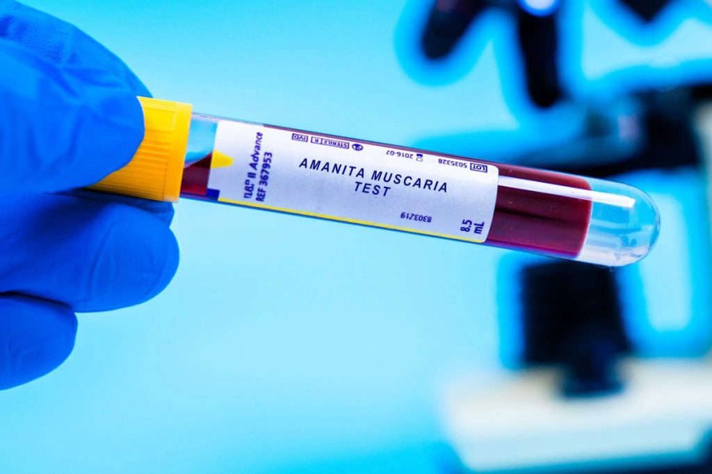 A blood sample is taken to test for traces of Amanita muscaria