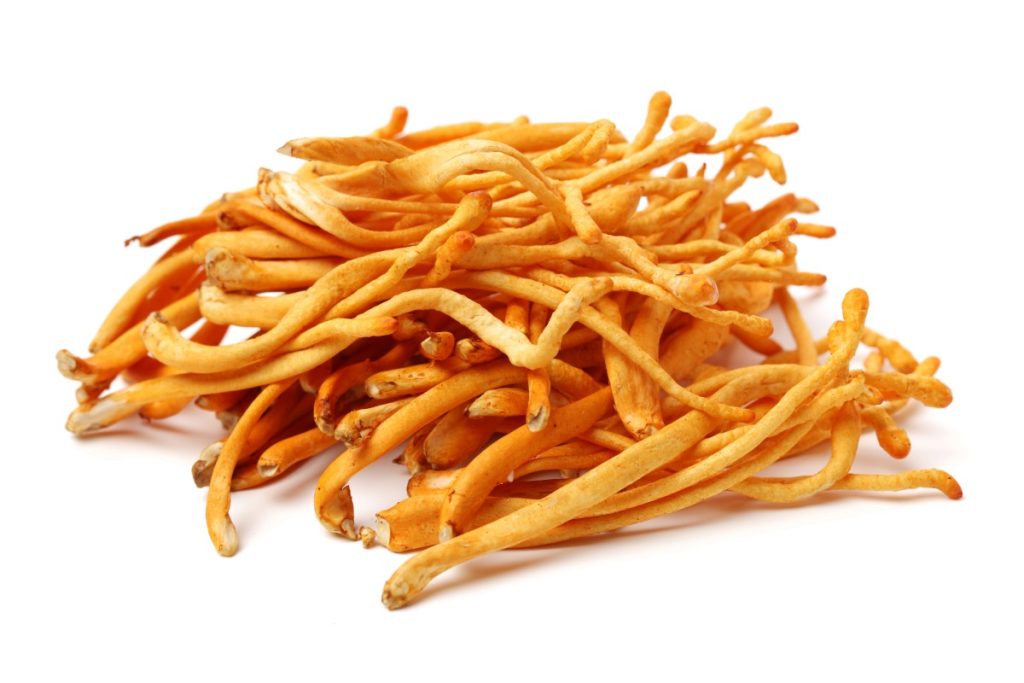 A collection of cordyceps mushroom shown in the image