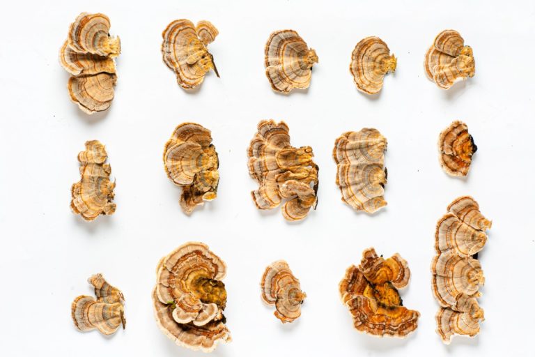 A collection of different turkey tail mushrooms kept together