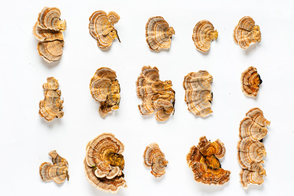 A collection of different turkey tail mushrooms kept together