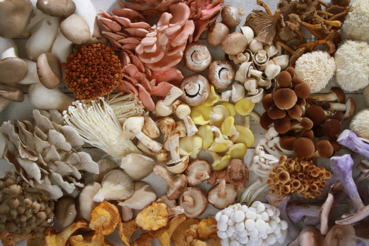 A collection of different types of mushrooms