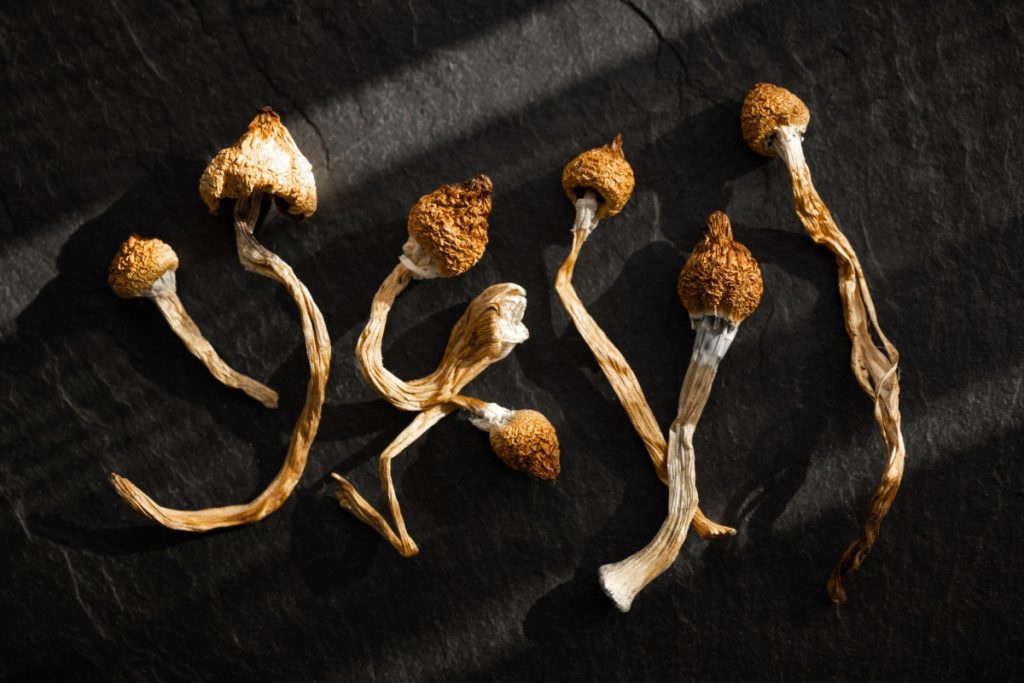 A collection of psilocybin mushroom kept together