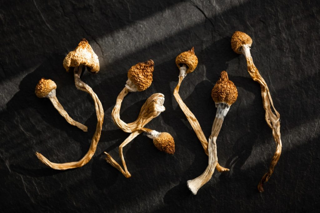 A collection of psychedelic mushrooms kept with each other