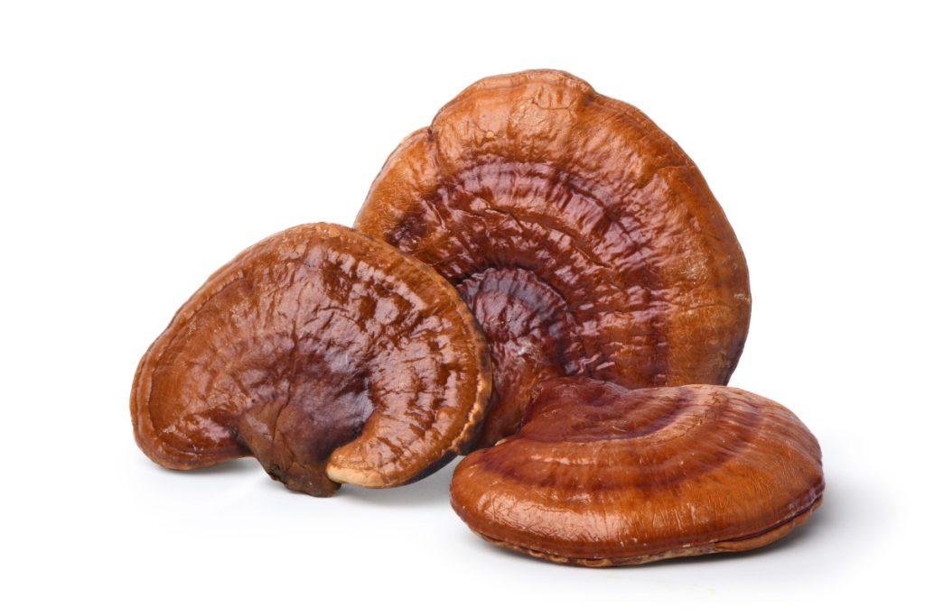 A collection of reishi mushrooms kept with each other