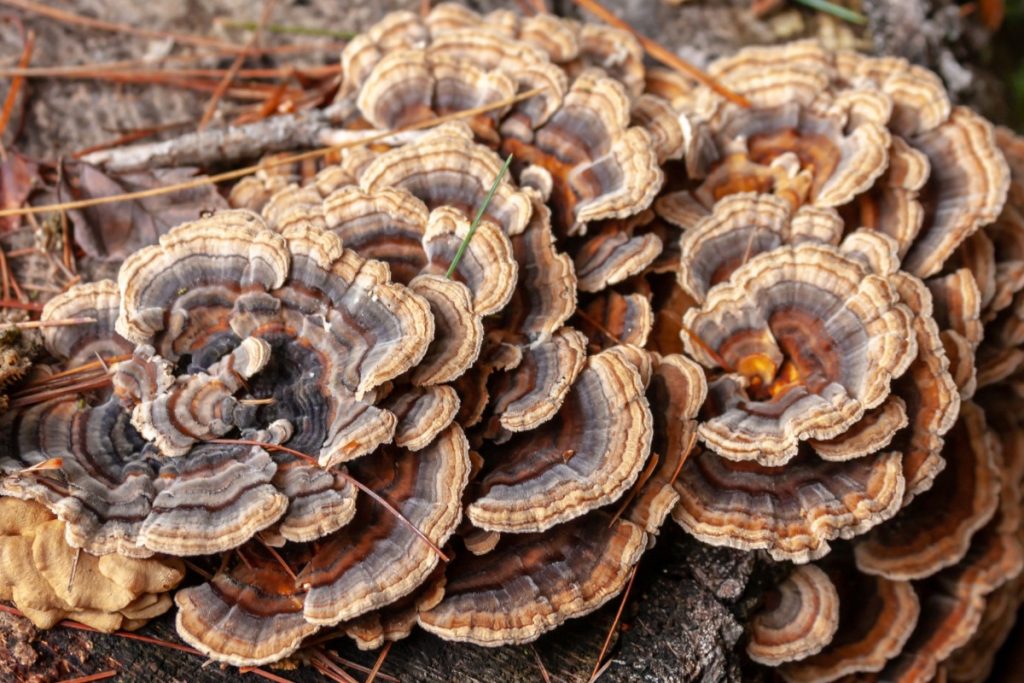 A collection of turkey tail mushrooms grown on a wooden log