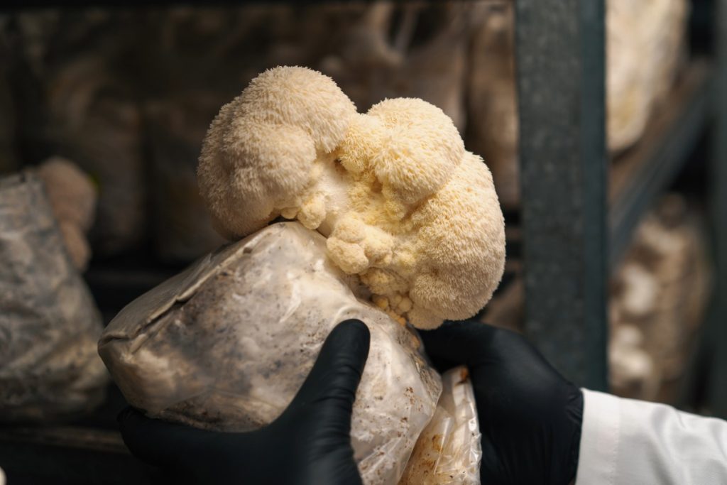 A person cultivating lion's mane mushroom