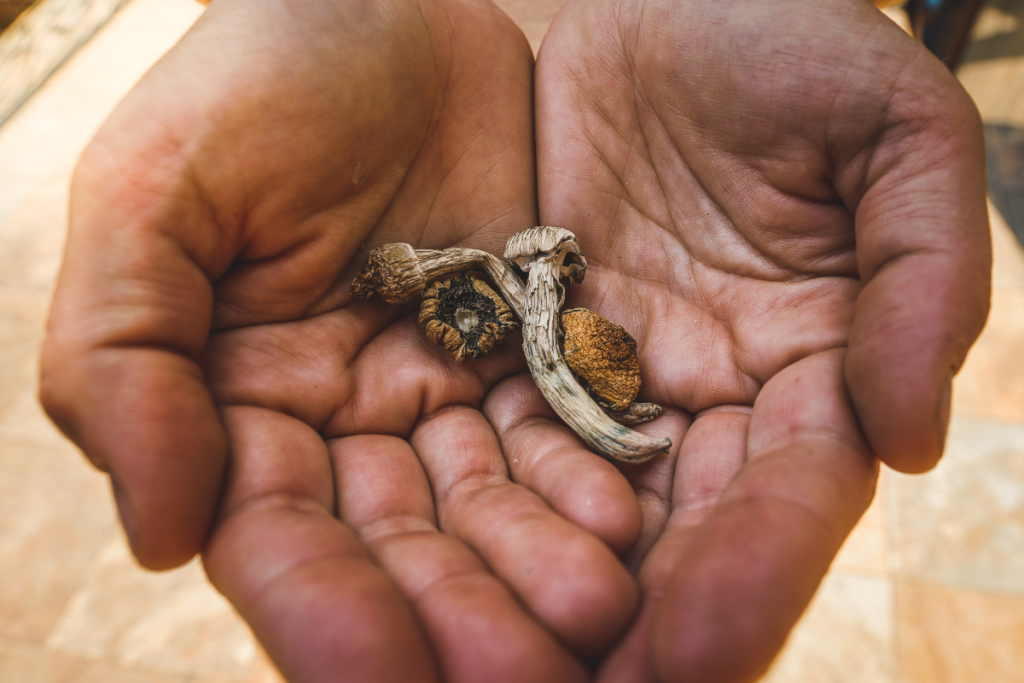 A person holding Psilocybin mushroom