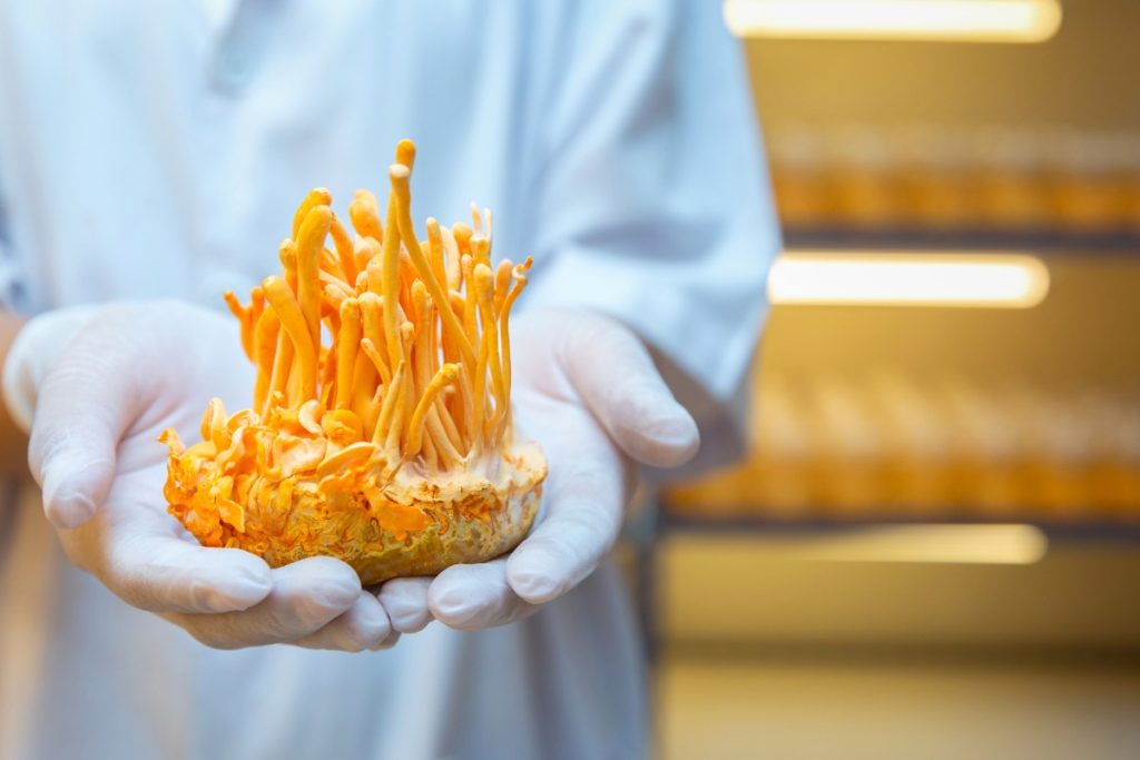 A person is holding cordyceps mushroom