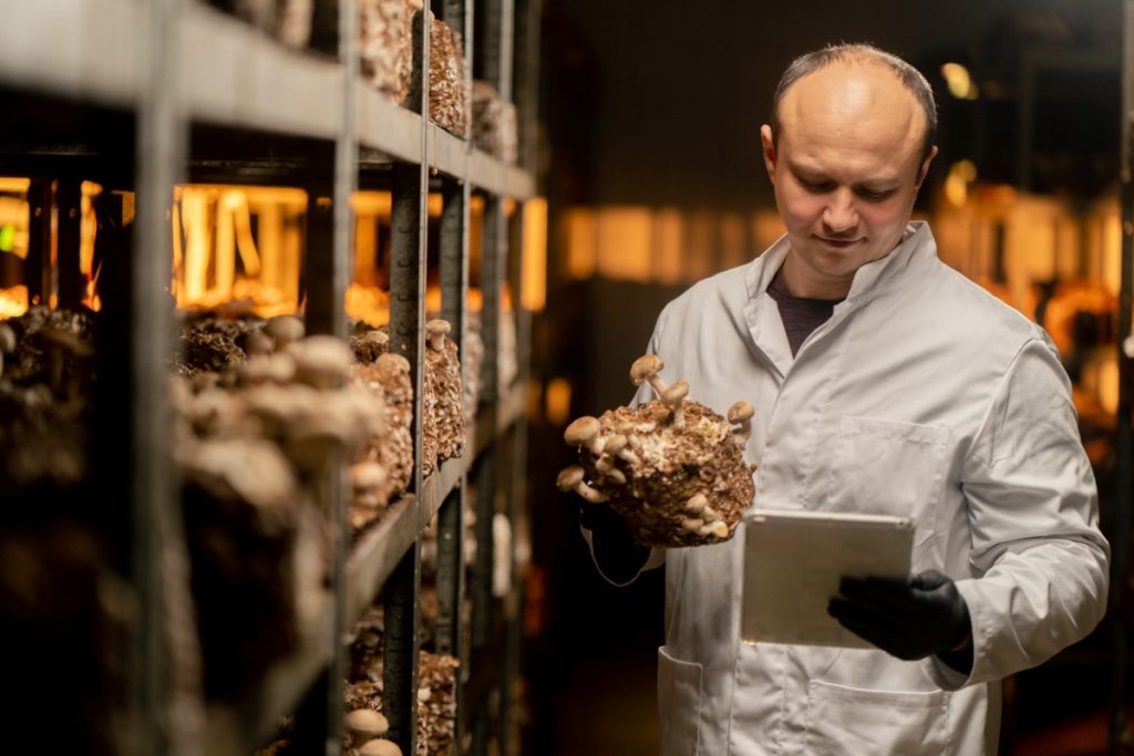 A person is inspecting mushroom quality in a cultivation area