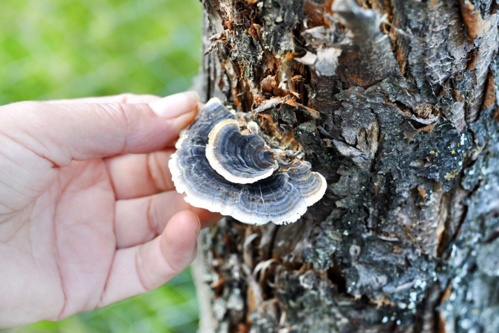 A person is picking turkey tail mushrooms from a tree trunk