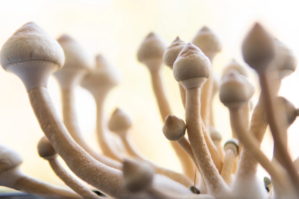 Psilocybin Strains