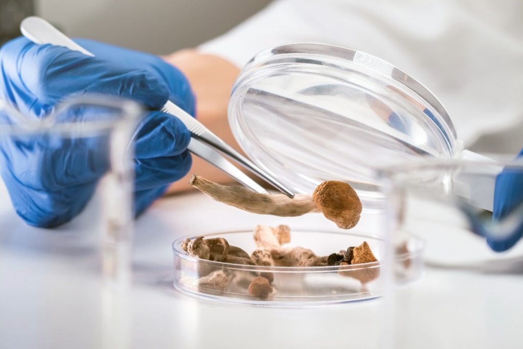 Testing mushrooms before using them as a supplement
