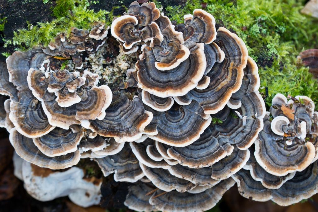Turkey tail functional mushroom growing naturally on a tree trunk