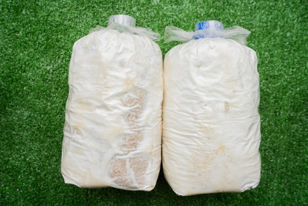 Two psilocybin mushroom grow kits placed side by side